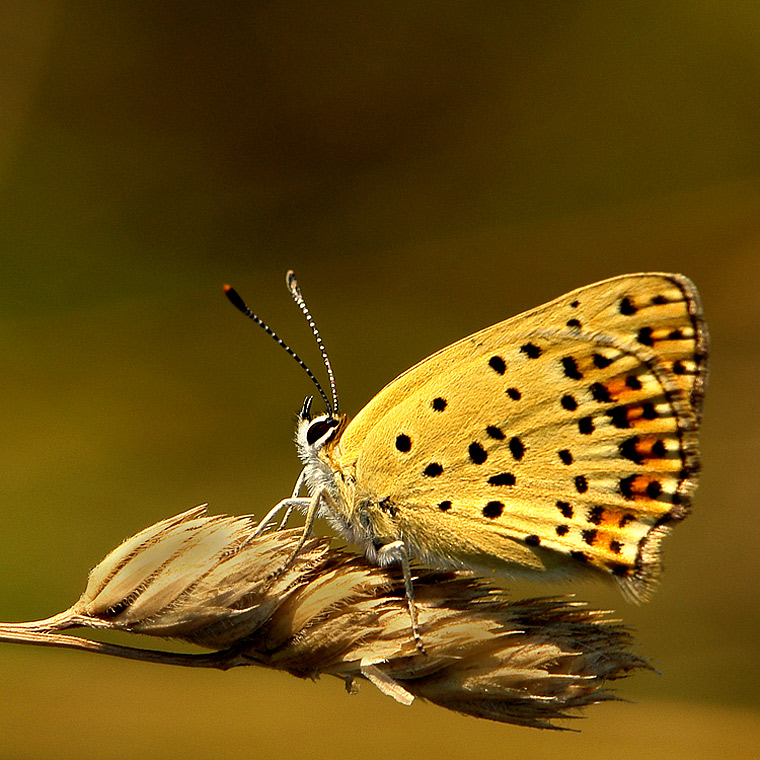 Takie motylki latają nad sierpeckimi łąkami