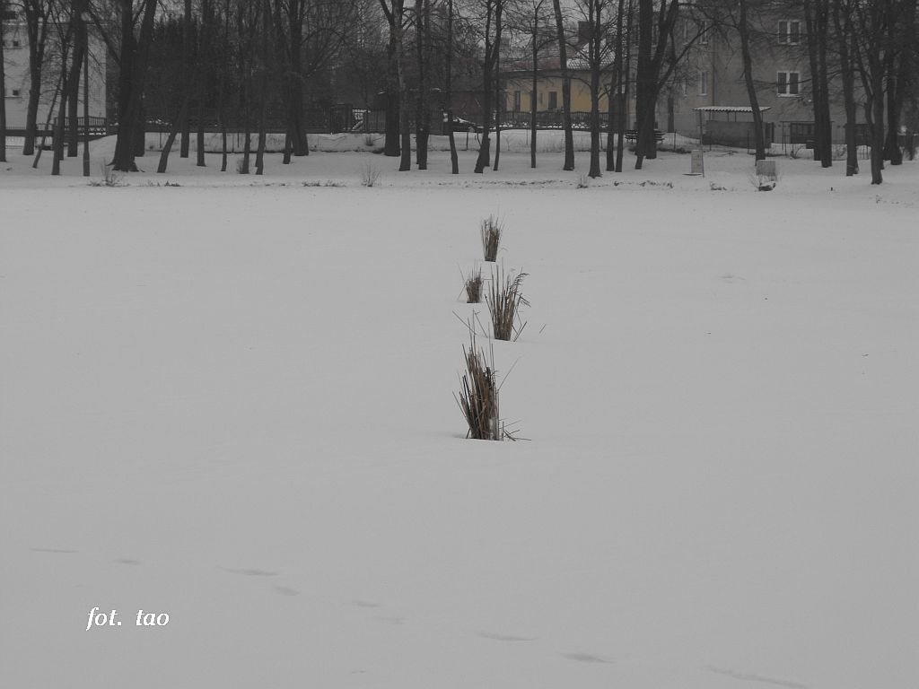 Jeziórka - chochołki w lodzie, 10.01.2010 r.