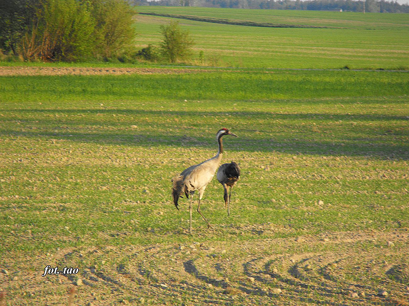 Żerujące żurawie na polu w Żurawieńcu k/Sudrag. Na tych polach w kwietniu można spotkać stada liczące kilkadziesiąt sztuk, ale żurawie są bardzo płochliwe i fotografowanie ich z bliska jest praktycznie niemożliwe, 29.04.2016 r.
