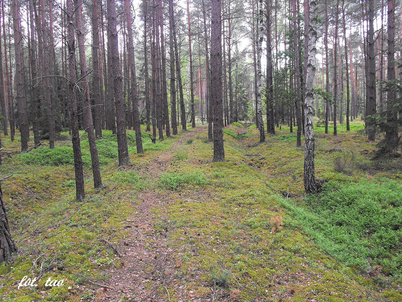 Istniejcy jeszcze nasyp po torach kolejki wskotorowej odnaleziony w lesie w Dbkowej Parowie. Jest to odcinek Majewo-Szczutowo,  maj 2014 r.