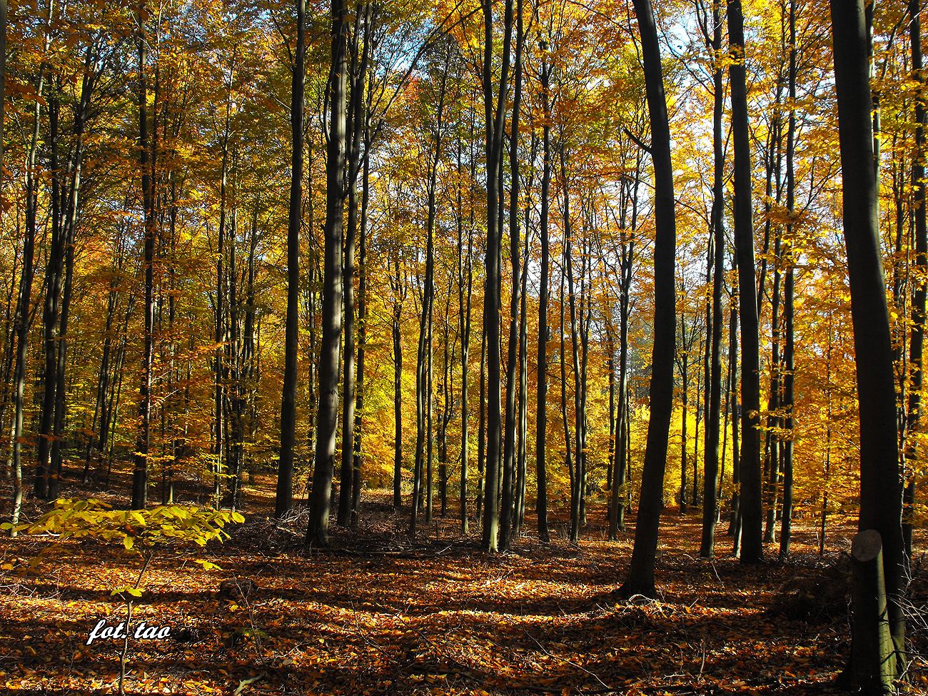 Dobaczewski las jesieni, 27.10.2015 r.