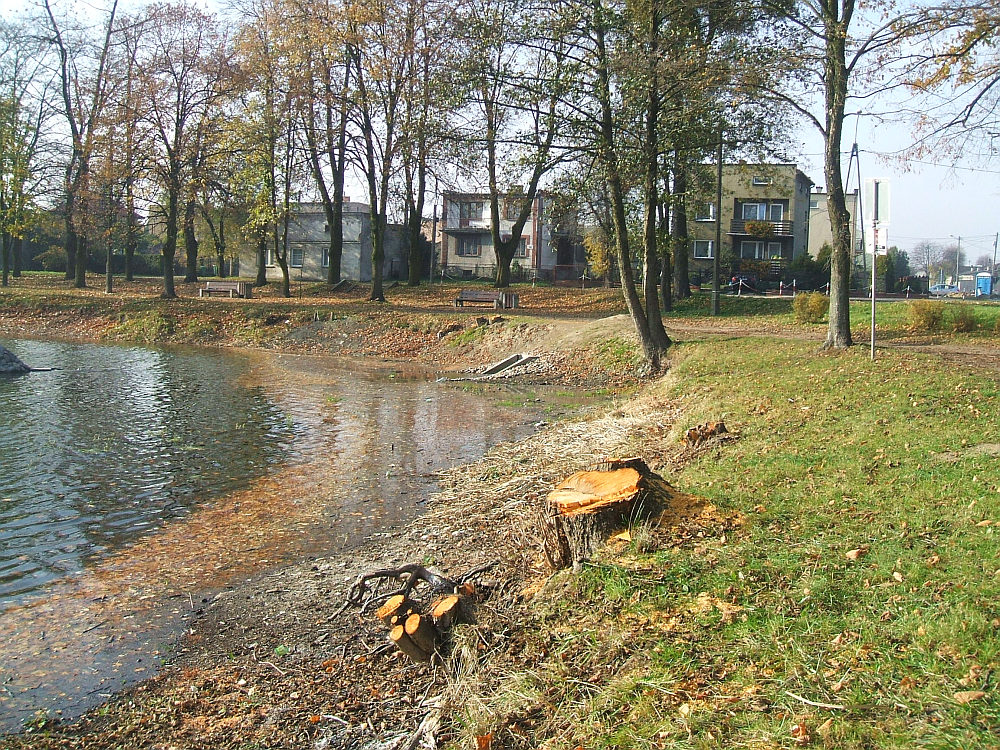 Osoby odpowiedzialne za zieleń miejską zdecydowały o wycięciu nabrzeżnych olszyn, które zanieczyszczały  dno zbiornika. Fot. z dnia 26.10.2008 r.