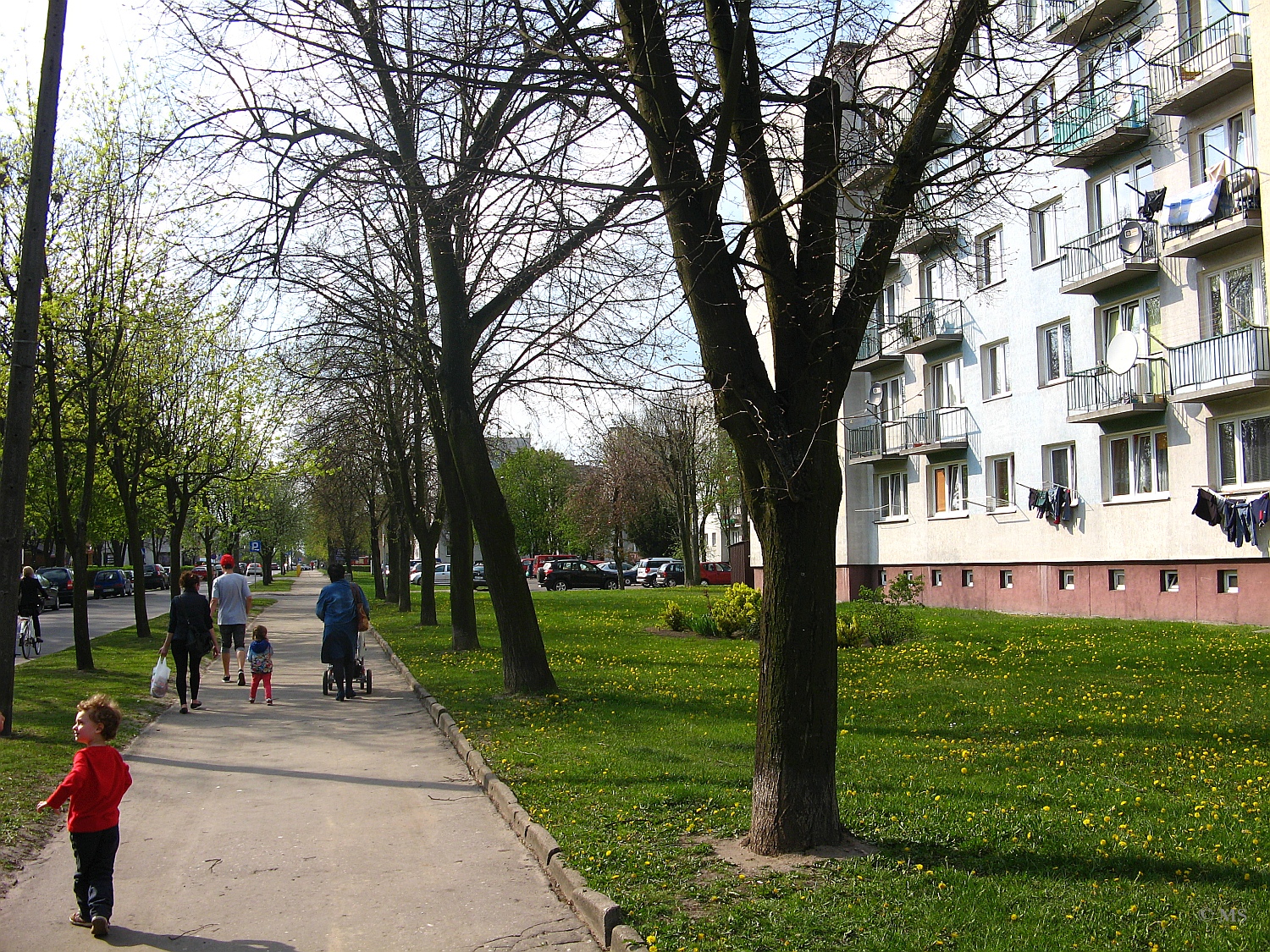 Ju niebawem wzdu chodnika przy ulicy Jana Pawa II w Sierpcu pojawi si nowe drzewa i krzewy, 27.04.2015 r.