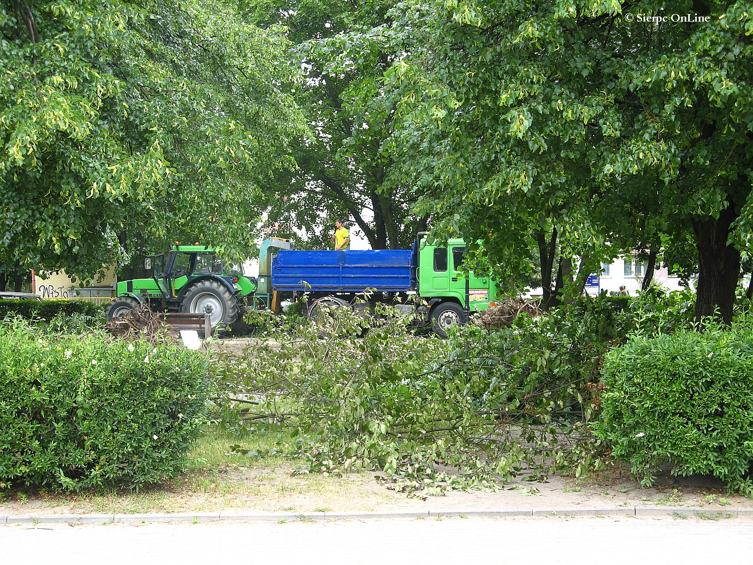 Wycinka drzew przed wielk modernizacj w Parku im. Solidarnoci, 26.06.2015 r.