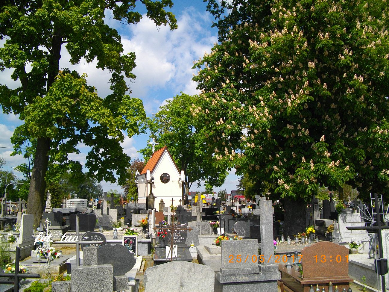 Ostatnie kwitnące kasztanowce na cmentarzu parafialnym w Sierpcu maj 2017r.
