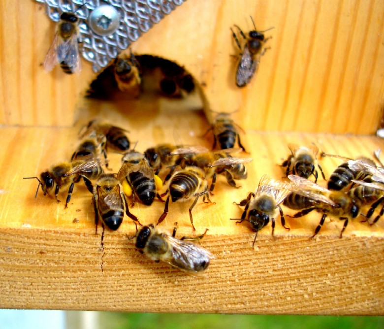Miodobranie 2006. Pszczółki.