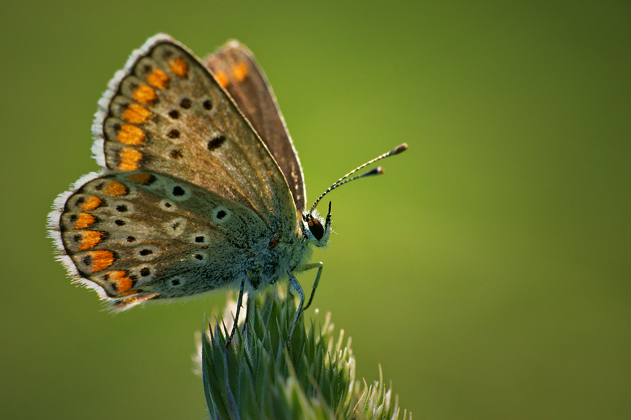 Motyl Modraszek, czerwiec 2011