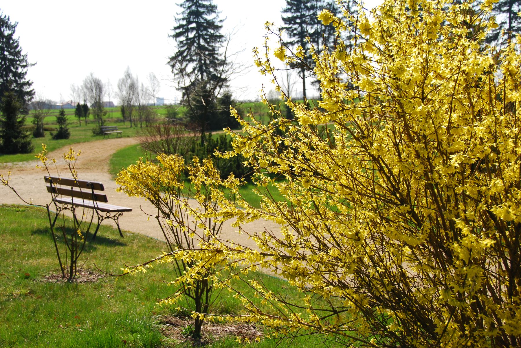 Kwitnąca forsycja to tylko jeden z wielu krzewów parku dworskiego w Skansenie, kwiecień 2011 r.
